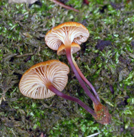 Xeromphalina campanella, close-up of the decurrent gills and the deep maroon color of the stalks. .